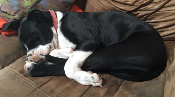 This sleepy little bean. | 19 Dogs Who Will Make Literally Anyone Happy