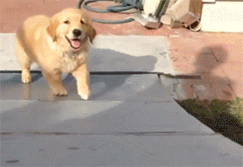 This very excited puppy who can’t get up this slanty wall. | 31 Things That Are Way More Important Than Studying For Finals Right Now