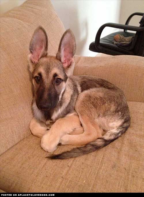 Those ears!! ♥ #german #shepherd #puppy