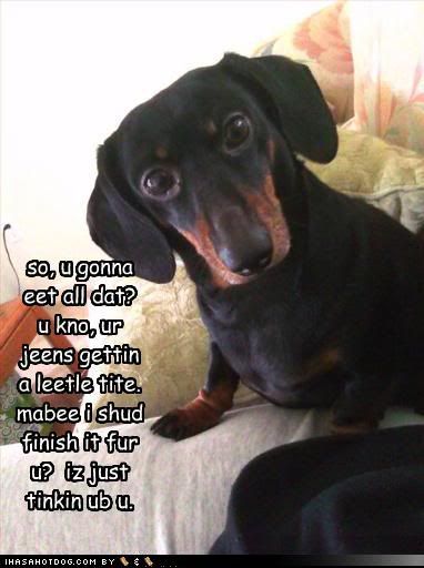 Thoughtful Doxie