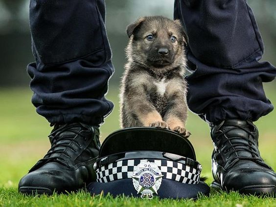 Three-week-old GSD-newest recruit to the Victoria Police Dog Squad, Australia.