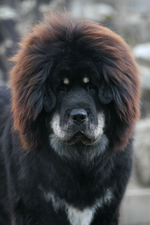 Tibetan Mastiff.