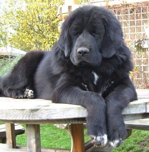 Tibetan Mastiff, 8 Months, Black, On a table.
