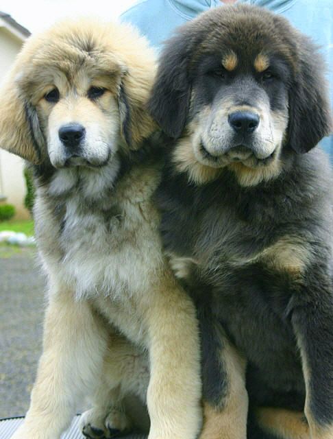 Tibetan Mastiff puppies. :)
