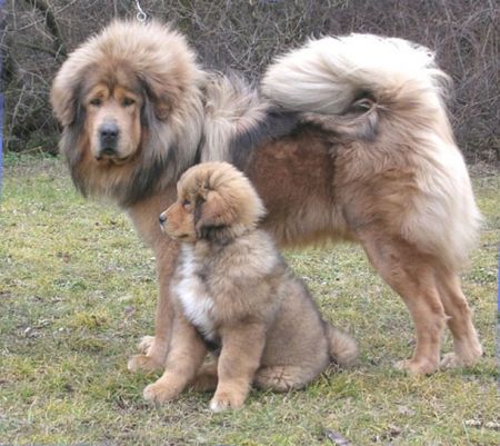 Tibetan Mastiff - Simba and pabu - Molosser Dogs Gallery