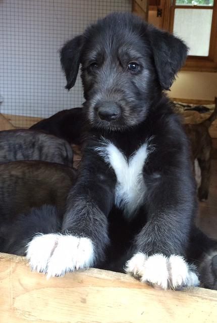 timbercreek irish wolfhounds puppies | PUPPIES. I will have one soon very soon