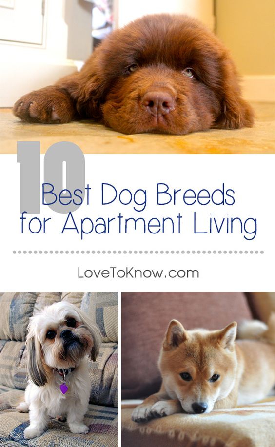 Time to puppy-proof your apartment! Here are our recommendations for the 10 best dog breeds for apartment living.