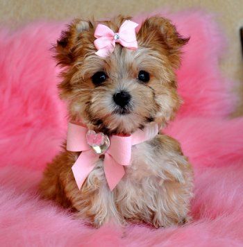 Tiny Teacup Morkie Puppy. ~ so adorable!