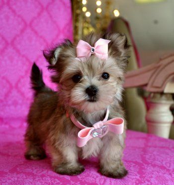 Tiny Teacup Yorkie/Maltese Mix. Like I would ever be allowed to have this adorable