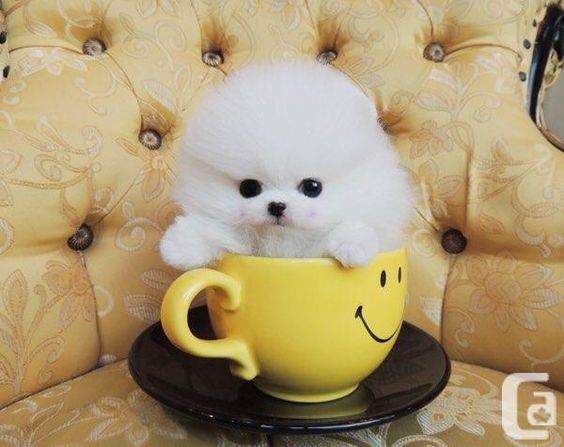 Tiny White Micro Teacup Pomeranian Puppies for sale in Stoney ...