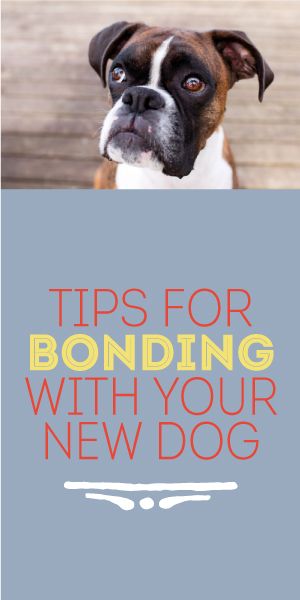 Tips For Bonding With Your New Dog!