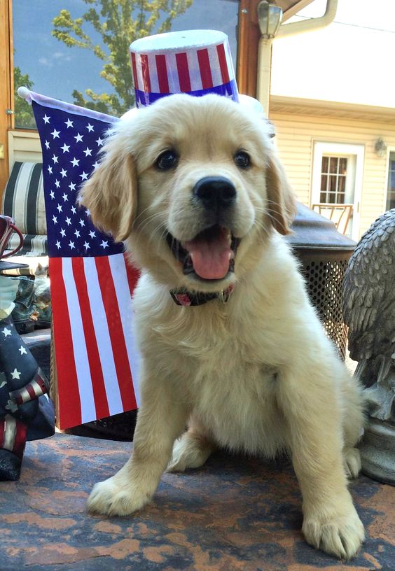 Tips for keeping your patriotic pets safe this 4th of July!