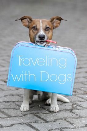 Tips for Traveling with Dogs #DogTravel #doglover #tips