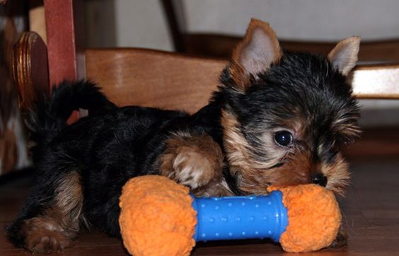 To Fix Yorkshire Terrier Health Problems