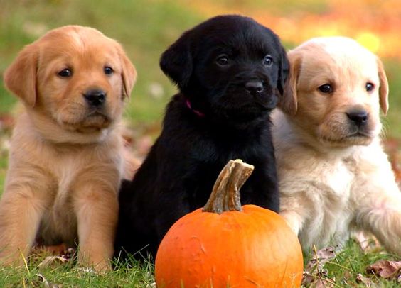 Too Cute - Puppy Cuteness, Three little Labs. Look out Vegas, you could have 'lil buddies moving