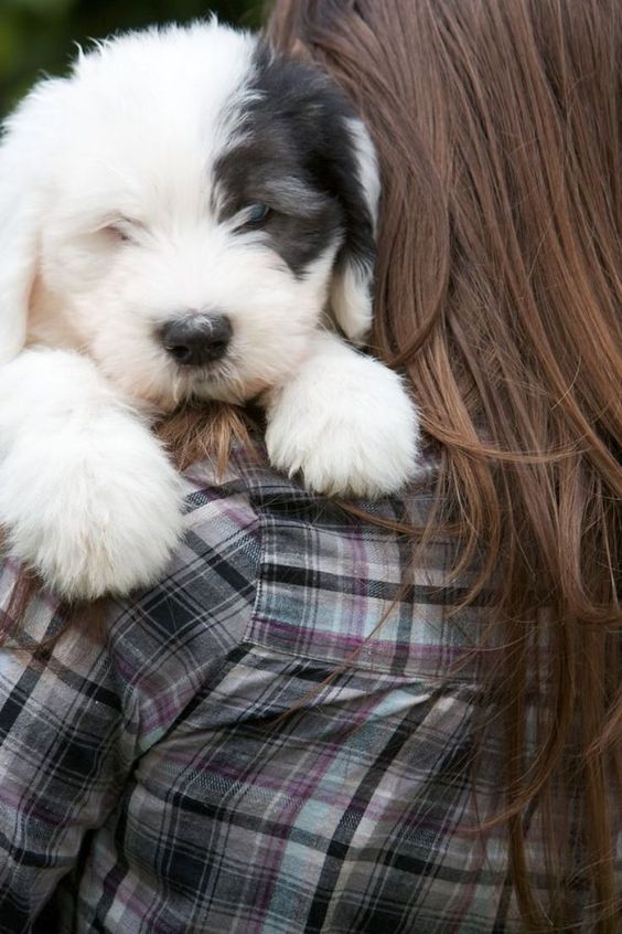 TOP 10 Best Dog Breeds For A Family With Kids - Old English Sheepdog