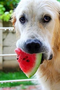 Top 10 Best Things You Should Give Your Dog To Eat