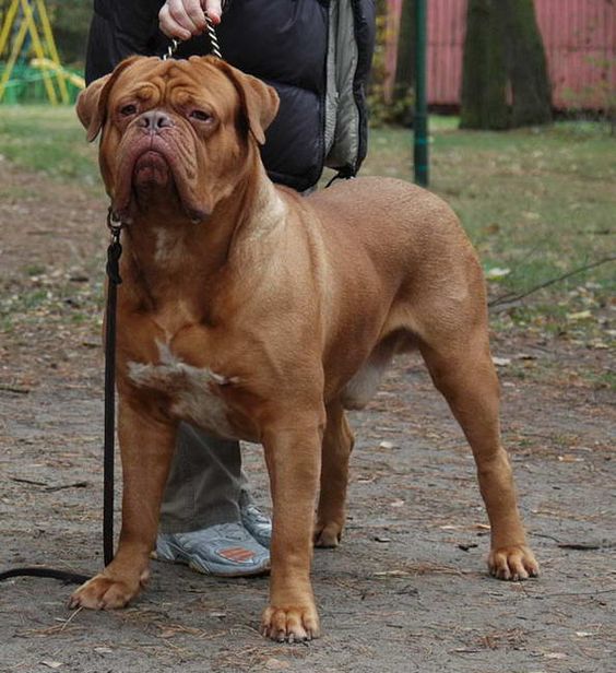 Top 10 Largest Dog Breeds | The Pet's Planet Dogue de Bordeaux (French Mastiff)