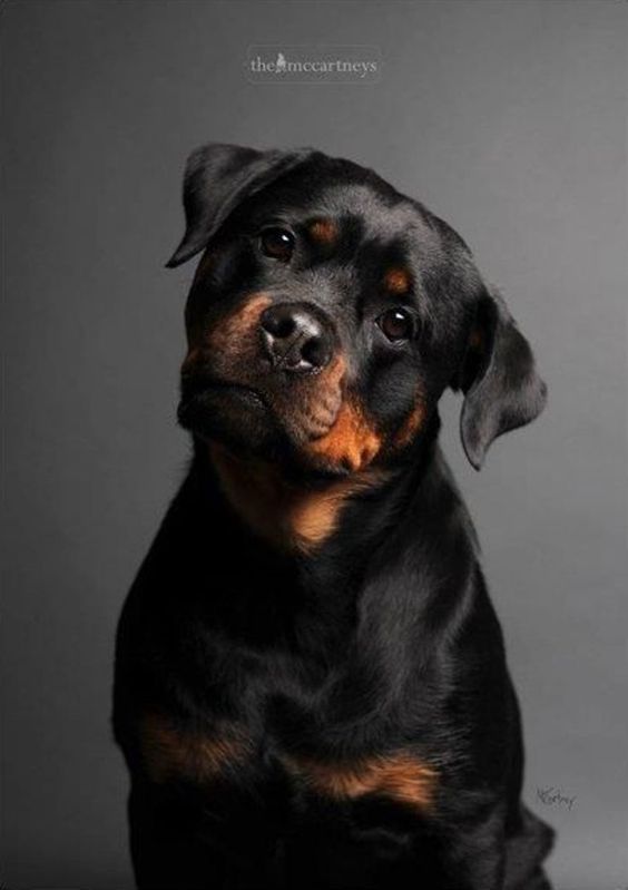 Top 10 Most Expensive Dog Breeds Rottweilers are as multi-talented as they are robust and powerful. The intelligent, patient breed often works as a police dog, herder, service dog, therapy dog, or obedience competitor. But Rottweilers are also protective and self-confident, making them excellent companions.