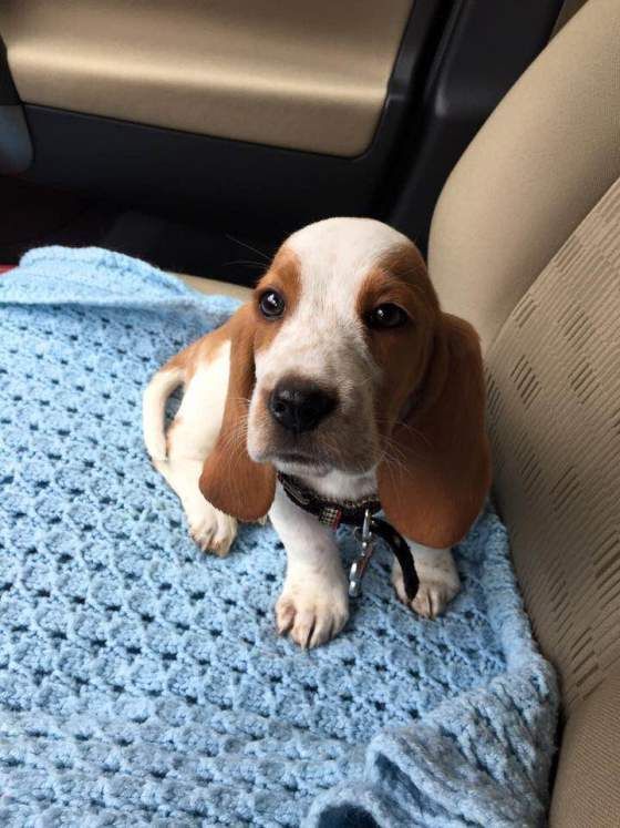 Top 10 Things Basset Hounds Dont Like