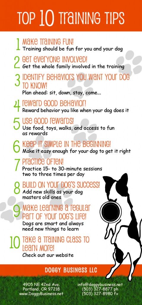 Top 10 Training Tips! Hello. You were recommended to us by friends at the Fernhill Dog Park. Our 18-month old female boxer Moxie is a great dog who we took had two puppy kindergarten classes as a puppy.
