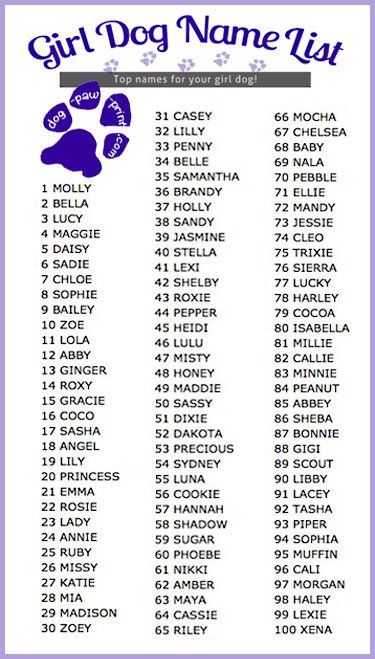 Top 100 girl dog names list