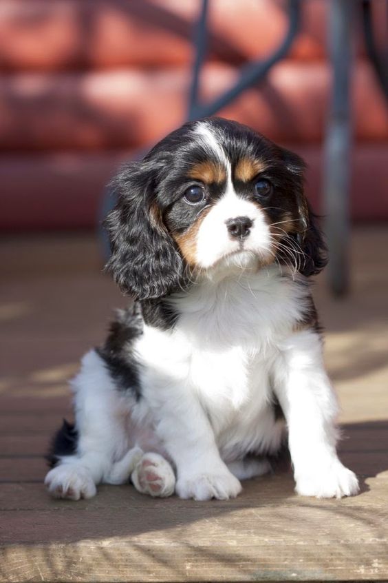 Top 5 Best Dog Breeds to Get Along With Cats- Cavalier King Charles Spaniel very affectionate and gets along well with cats- good in apartments