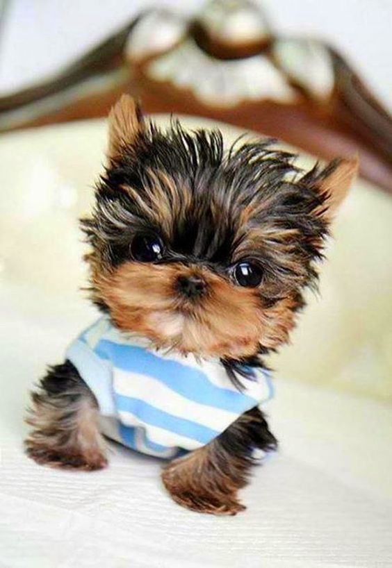 Top 5 Teeny Tiny Puppies You Must See Now
