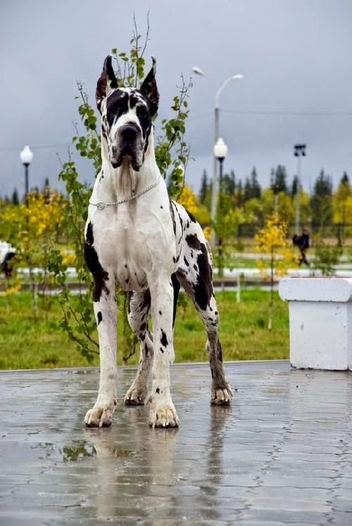 Top 5 World’s Largest Dog Breeds The Great Dane is one of the world's tallest dog breeds. The world record holder for tallest dog was a Great Dane called Zeus who measured 112 cm (44 in) from paw to  large size belies their friendly nature, as Great Danes are known for seeking physical affection with their 