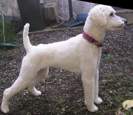 Toy Poodle Haircuts | This was before she was mine, though I groomed her. She has pointy ...