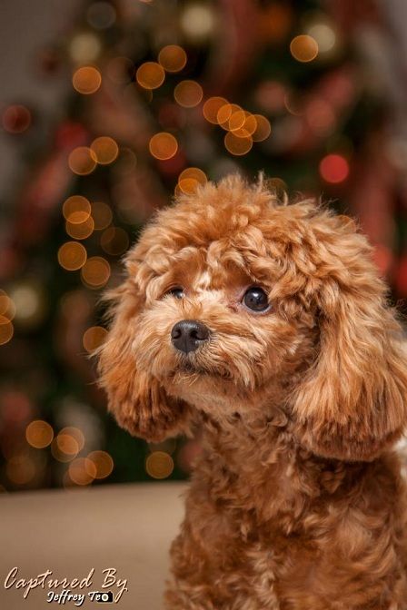 Toy Standard Poodle Merry Christmas Card Puppy Holiday Dogs Santa Claus Dog Puppies Xmas Puppies