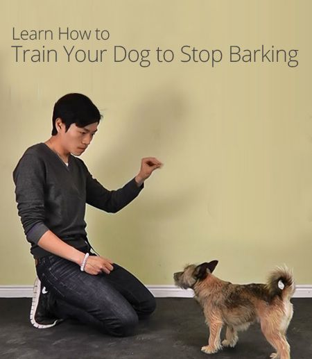 Train Your Dog to Stop Barking