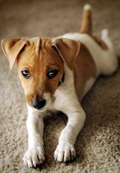 Training a Jack Russell Terrier
