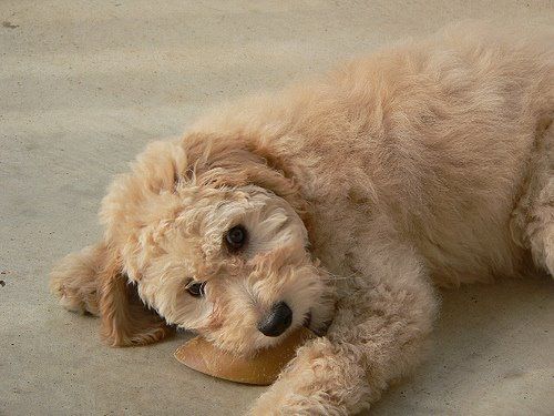 training tips for doodle puppies