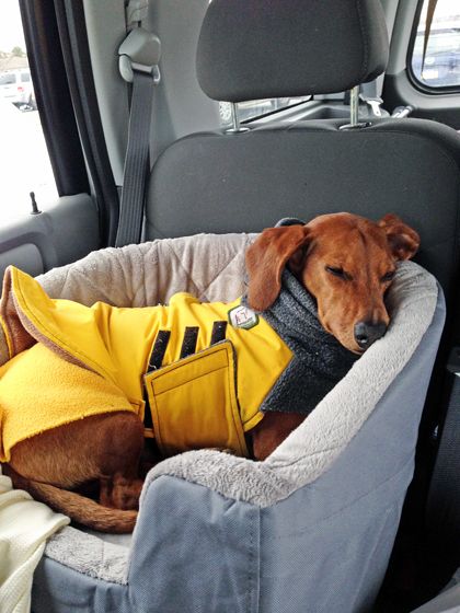 Travel Bed that's Safe for your dog in the Car // Ammo the Dachshund