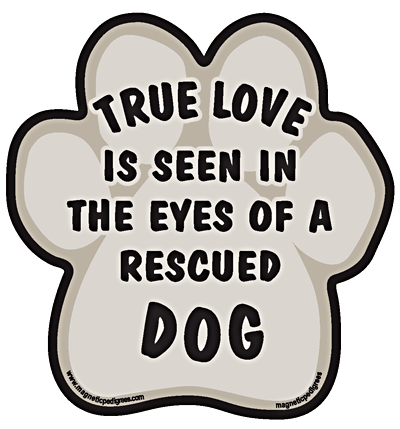 True love is seen in the eyes of a rescued dog.