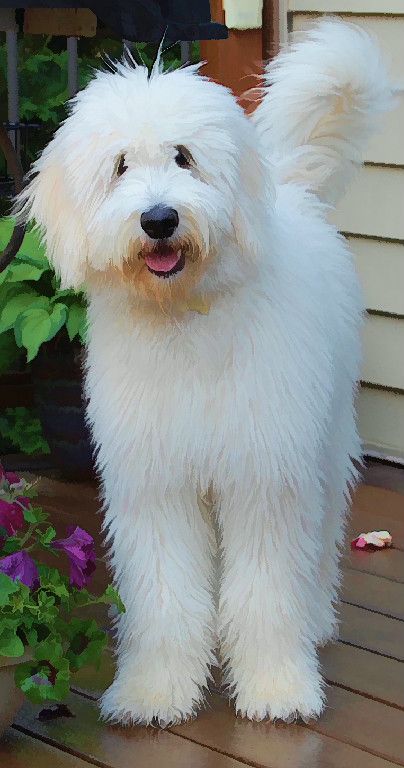Tualatin River Labradoodles and goldendoodles. @Jò in Wonderland Brackett you need this doggie!