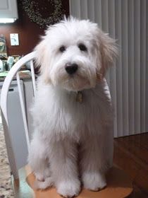 Tucker, the Whoodle (Soft-coated Wheaten Terrier and Poodle mix)