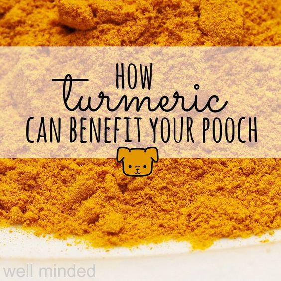 Turmeric has a host of benefits for your dog - including anti-cancer properties, anti-inflamatory, antibiotic, supports liver health, kills parasites and a whole lot 