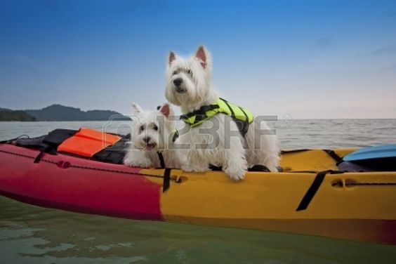 two cute West Highland White Terrier dogs on kayak boat Stock Photo