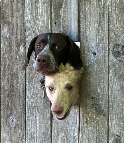 Two Dogs in a Fence | Flickr - Photo Sharing!