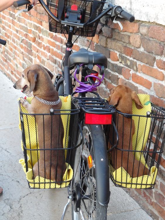 Two dogs, one in each basket on the sides of the back, getting a ride on a bike