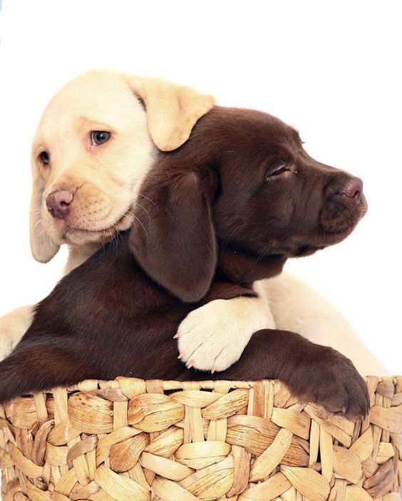 Two Lab puppies wrestling