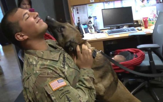 Two Purple Hearts For Hero Solider and His Military Dog