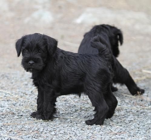 Two Schnauzer Puppies; Black, miniature