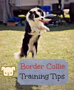 Useful Tips on Border Collie Training