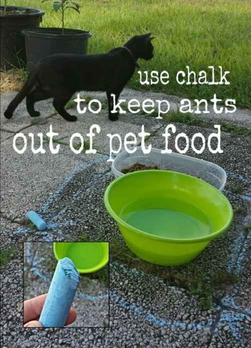 Utilice tiza alrededor de cuencos del animal doméstico al aire libre para mantener las hormigas fuera.