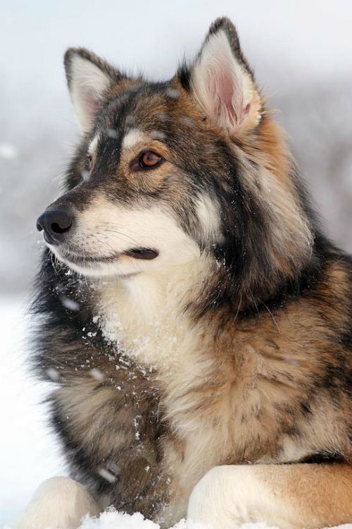 Utonagan.  A dog that has been bred as a wolf look-a-like - but with no wolf content - selectively bred from Alaskan Malamute, Siberian Husky and German Shepherd type dogs, starting from around the mid-eighties.