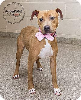 VERY URGENT! I am at a kill shelter in Troy, OH - Pit Bull Terrier Mix. Meet Daisy a Puppy for Adoption.
