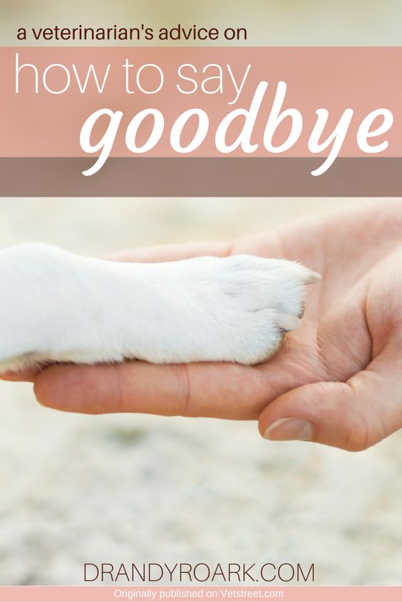 Veterinarian, Dr. Andy Roark, offers insight on how to say goodbye to a pet. Perfect for anyone dealing with the loss of dog, cat or other beloved pet.